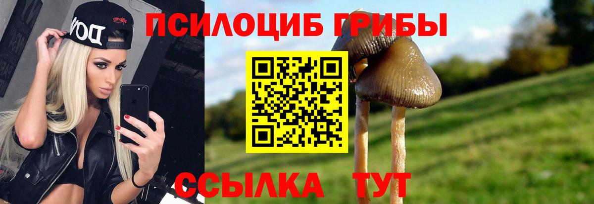 Псилоцибиновые грибы Psilocybe Нерюнгри